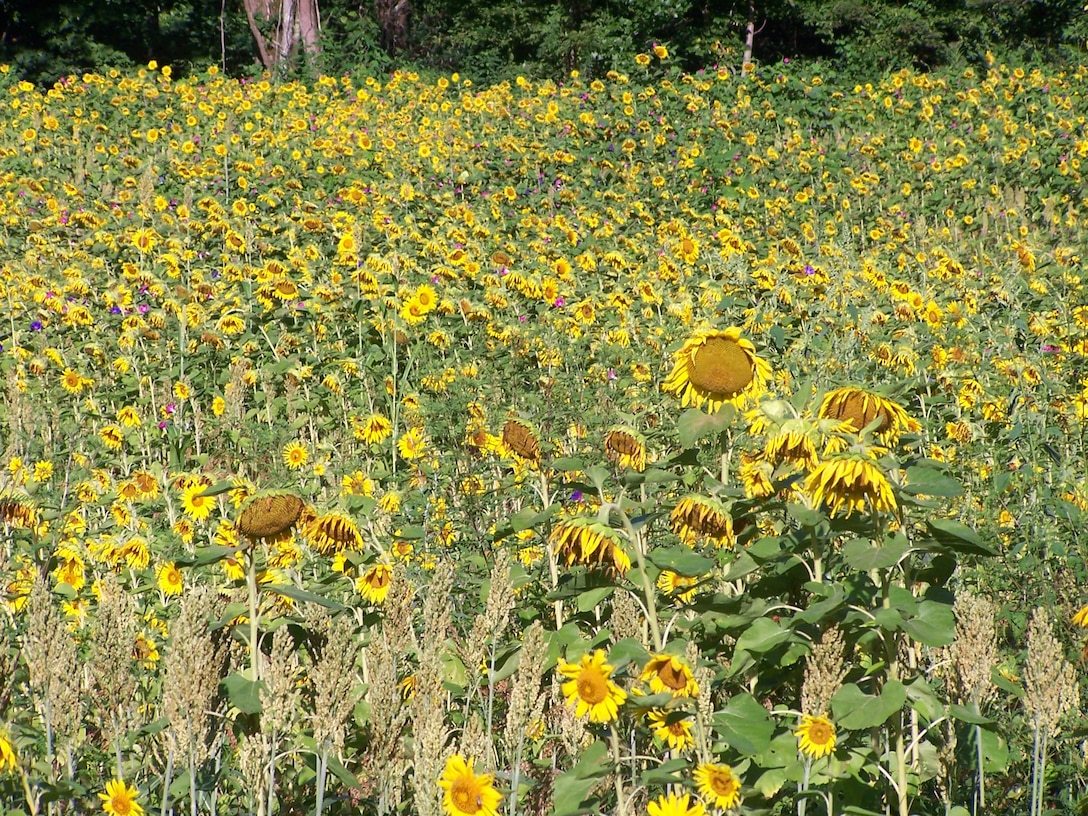 Sunflower field at RD Bailey Lake