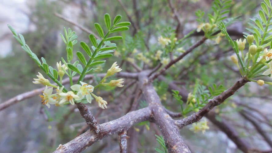 The small pinnate leaflets and tiny flowers of an Elephant Tree in the Mohawk Mountains of the Barry M. Goldwater Range-East in southwestern Arizona.