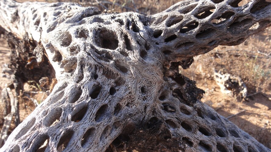 A cholla skeleton at the Barry M. Goldwater Range-East in southwestern Arizona.