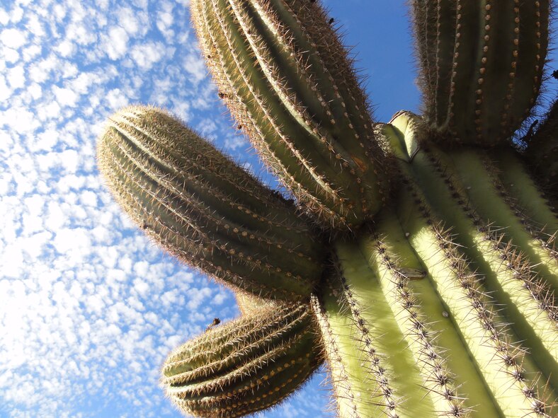 A Saguaro stretches its small arms toward the sky at the Barry M. Goldwater Range-East in southwestern Arizona.