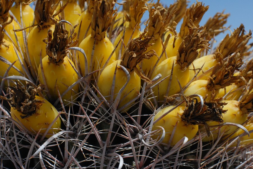 The fruit and hooked spines of a barrel cactus in the San Cristobal Valley of the Barry M. Goldwater Range-East in southwestern Arizona.