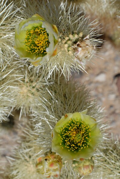 The greenish-white flowers of a Teddybear Cholla at the Barry M. Goldwater Range-East in southwestern Arizona.