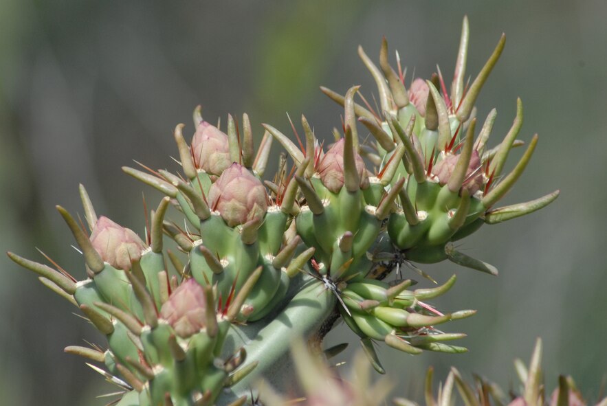 Flower buds on a cholla cactus at the Barry M. Goldwater Range-East in southwest Arizona.