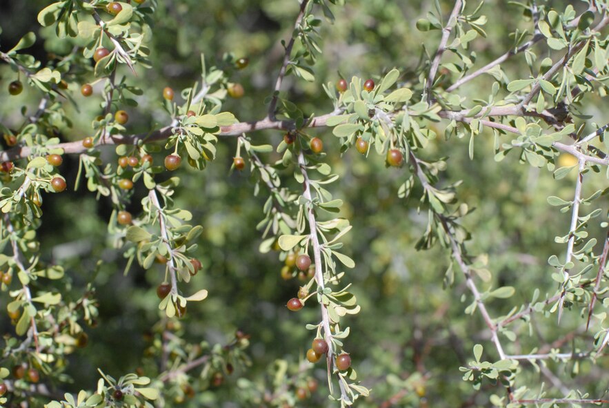 Bitter Condalia is an attractive shrub or small tree, and the berries are eaten by birds such as Phainopepla.  This Condalia grows in an ephemeral (xeroriparian) wash at the Barry M. Golwater Range-East in southwest Arizona. 