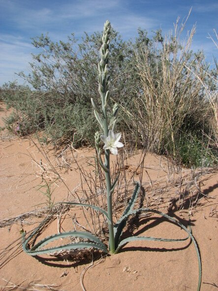 The emergence and flowering of Ajo Lily is eagerly anticipated each Spring.  This lily was at the Mohawk Dunes at the Barry M. Golwater Range-East in southwest Arizona. 