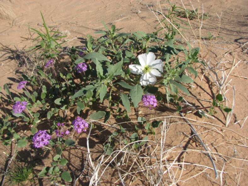 Sand Verbena and Desert Primrose add Spring color to the Mohawk Dunes at the Barry M. Golwater Range-East in southwest Arizona. 