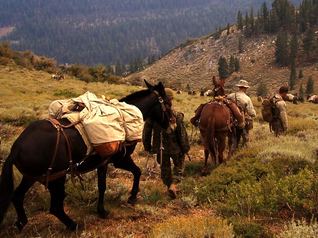 Marines and sailors with 1st Battalion, 10 Marine Regiment, 2nd Marine Division use pack mules to transport their food, water and ammunition in the rugged terrain of Toiyabe National Forest, Calif., while participating in Marine Corps Mountain Warfare Training from Aug. 14 through Sept. 14, 2013. Because of the high elevations where the training took place the Marine couldn’t depend on helicopter support for resupply. Similarly, the rugged terrain prevented trucks and other motorized vehicles from conducting resupply missions, so the service members relied the animals to transport there equipment and supplies. 