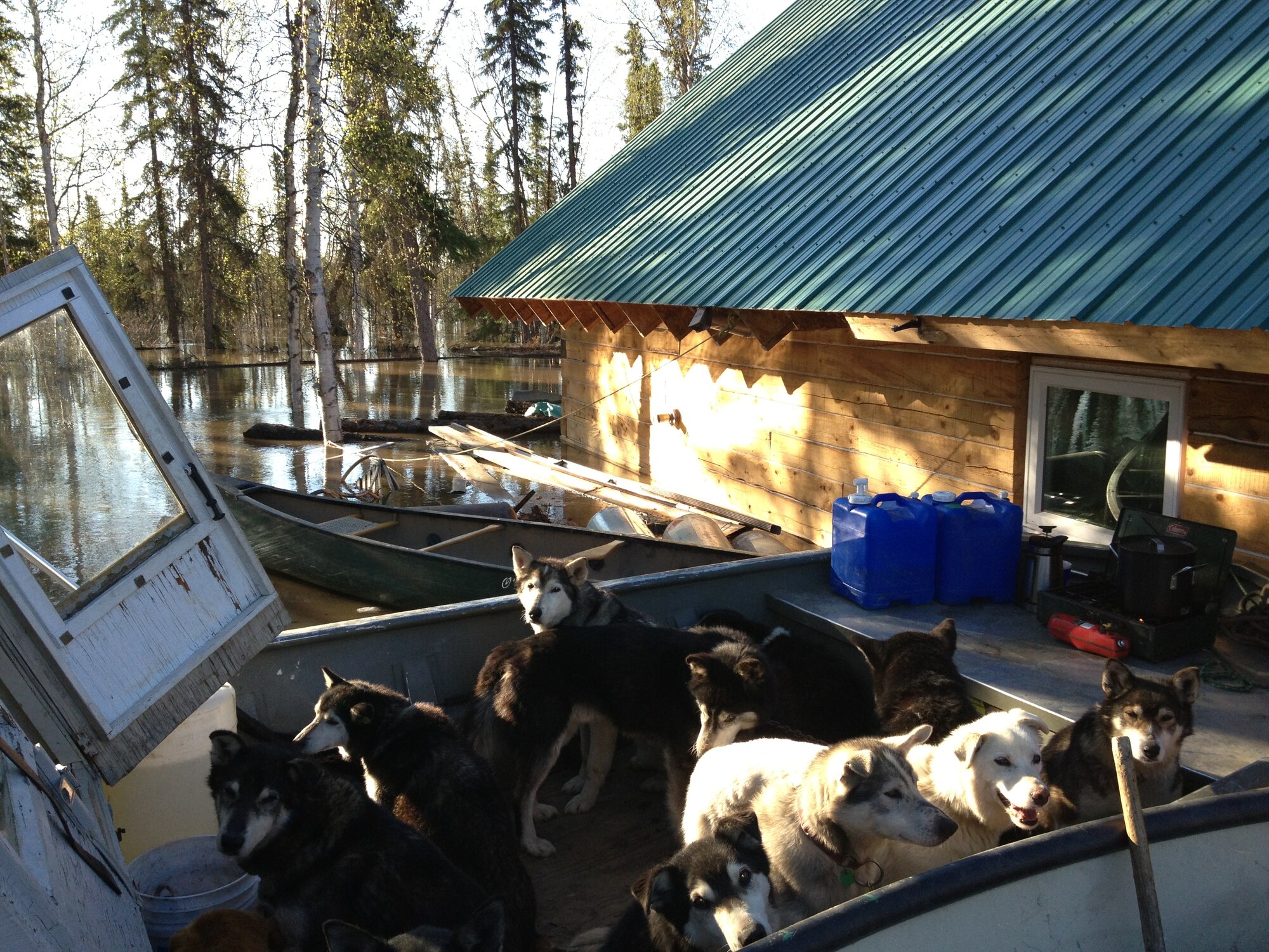 GALENA, Alaska – Jon Korta’s sled team waits out the flood in a boat for two days. Korta said the team, which has raced in the Iditarod, is used to difficult challenges. (Courtesy Photo)