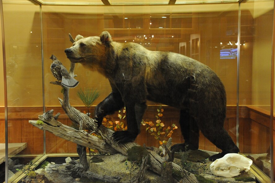 A grizzly bear, donated by the Montana Game and Fish Commission, is on display in the Grizzly Bend lobby.  Team Malmstrom members are encouraged to like the Grizzly Bend Facebook page and enter the “Name the Bear Contest,” which will start Oct. 1.  Those interested can submit as many names as they’d like for the bear through Oct. 21, and names can be voted on via Facebook until Oct. 25.  The winner of the contest will receive a prize and be named at the reveal party on Oct. 31 from 7 to 9 p.m. at the Grizzly Bend.  (U.S. Air Force photo/Senior Airman Cortney Paxton)