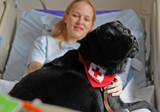 Army Cpl. Caitlin Thompson, reservist with the 450th Military Police Squadron at LRMC receiving treatment for injuries sustained while deployed to Kuwait, spends time with Tank, a two-year-old black Labrador Retriever, during a Pets and Warriors visit, Sept. 18, 2013, Landstuhl Regional Medical Center. The PAW program allows volunteers and their pets to visit wounded warriors and other patients in the hospital to boost their morale. (U.S. Air Force photo/Airman 1st Class Holly Mansfield)