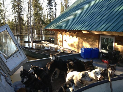Jon Korta’s sled team waits out the flood in a boat for two days. Korta said the team, which has raced in the Iditarod, is used to difficult challenges. 
