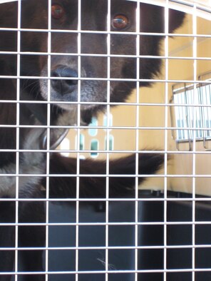 Tiny waits to be loaded into the cargo hold of the AFCEC flight taking him back home to Galena.


