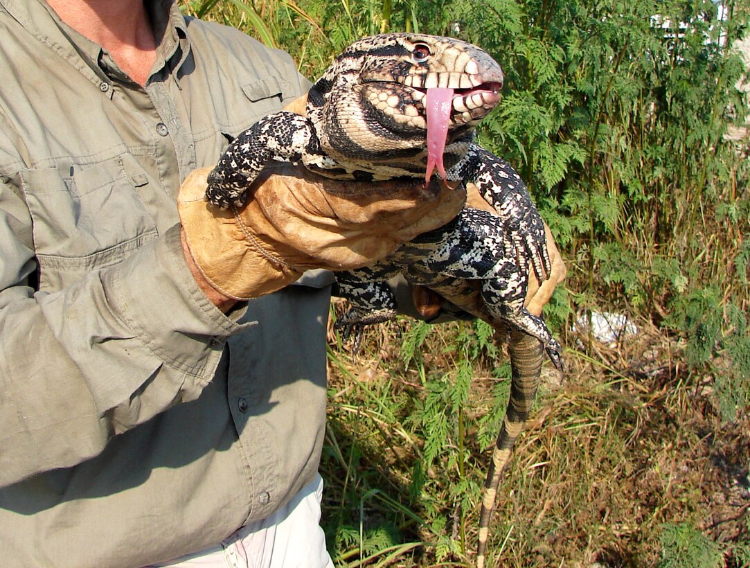 The Everglades Cooperative Invasive Species Management Area battles non-native animal species such as pythons and this black and white tegu, a voracious egg-eater that targets the nests of threatened and endangered animals such as sea turtles, crocodiles and birds.