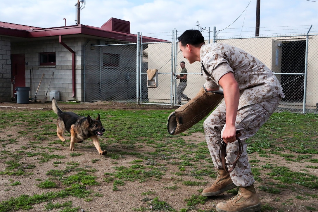 Cpl. Joey Nunez, a military working dog handler with 1st Law Enforcement Battalion, Canine Unit, from Los Angeles, conducts bite training with his dog, Vicky, aboard Camp Pendleton, Calif., March 21, 2014. Military working dogs provide support to ground combat troops by detecting explosive devices, attacking individuals who represent danger using bite attacks and visual deterrence.
