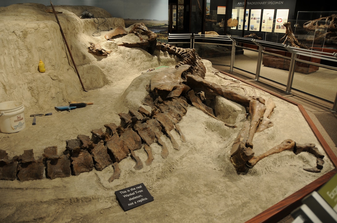 The Wankel T.rex is prepared for exhibit in its original “death pose” at Montana State University’s Museum of the Rockies, Bozeman, Mont., 2005. The Wankel T.rex died in a riverbed more than 65 million years ago and was discovered by Kathy Wankel, a Montana rancher, near the Fort Peck Reservoir in Eastern Montana in 1988.