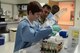 Staff Sgt. Magen Harger, 36th Medical Support Squadron medical laboratory technician, prepares samples for testing March 20, 2014, on Andersen Air Force Base, Guam. The laboratory tests approximately 600 patients a week and processes bodily fluids to look for abnormalities and pathogens. (U.S. Air Force photo by Airman 1st Class Emily A. Bradley)