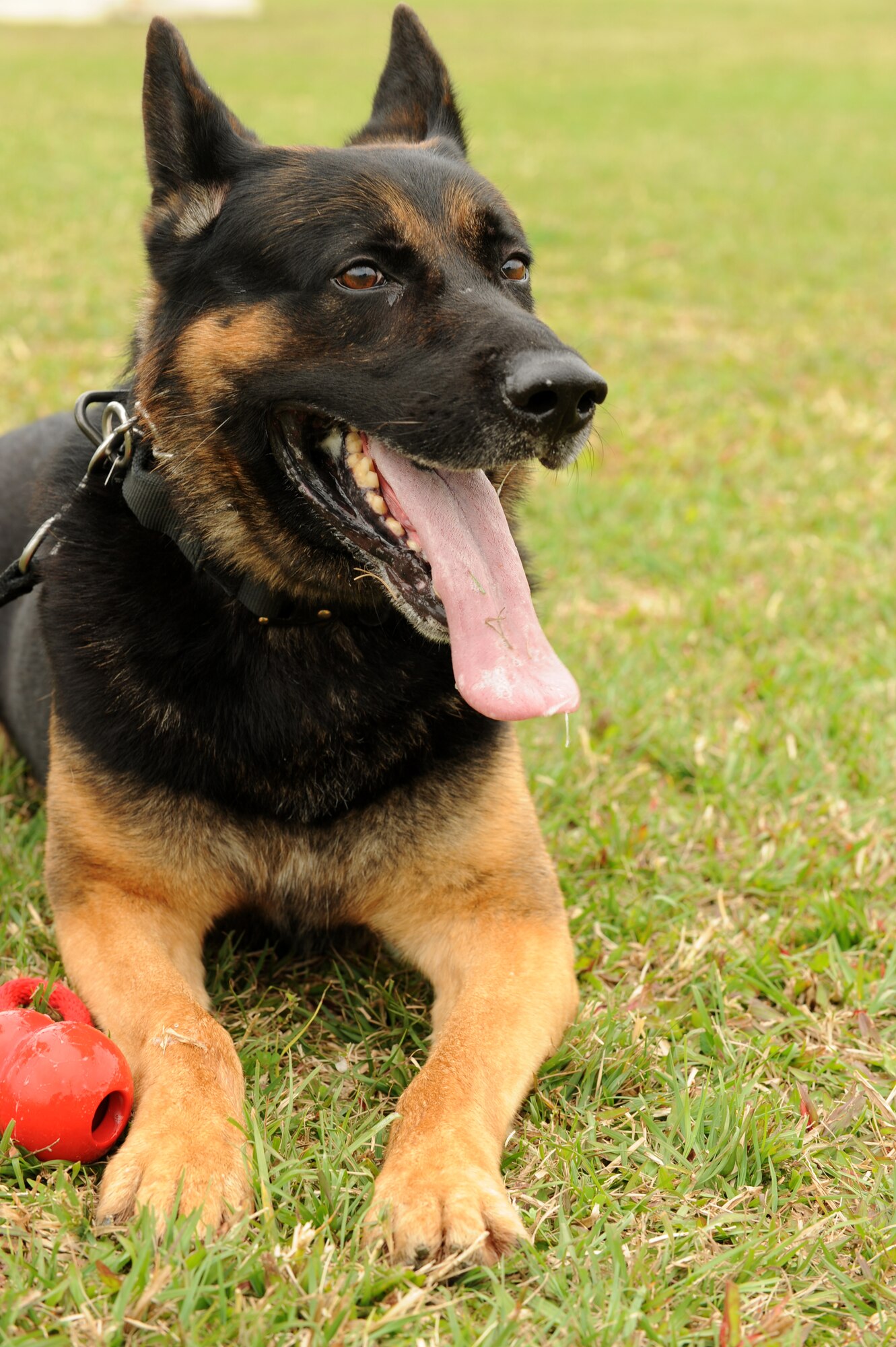 Dax, 18th Security Forces Squadron military working dog, enjoys the spring breeze on Kadena Air Base, Japan, March 28, 2014. Dax came to Kadena in September 2013, one of three dogs Joint Base San Antonio-Lackland, Texas, provided to Kadena, and was recently certified after seven months of training with his handler. (U.S. Air Force photo by Airman 1st Class Hailey R. Staker)  