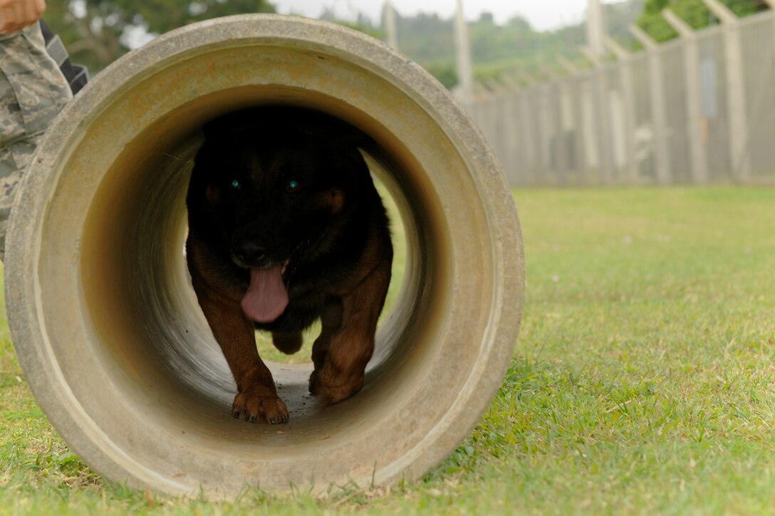 Dax, 18th Security Forces Squadron military working dog, crawls through a tunnel during the obstacle course on Kadena Air Base, Japan, March 28, 2014. The tunnel was the last obstacle in the course, and Dax's hardest to understand, as he is a larger dog and believed he didn't fit through the tunnel. (U.S. Air Force photo by Airman 1st Class Hailey R. Staker) 