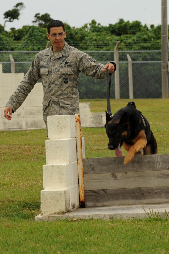 U.S. Air Force Staff Sgt. Ralph Rodriguez, 18th Security Forces Squadron military working dog handler, hold the leash while Dax, 18th SFS MWD, jumps over an obstacle during the obstacle course on Kadena Air Base, Japan, March 28, 2014. Dax had been put on medical hold after injuring his tail, which resulted in a procedure to remove it, as well as getting sick after the procedure. Once he was removed from medical hold, he had passed the time allotted for him to be trained, and was unable to be certified by Joint Base San Antonio-Lackland, Texas. Dax was then brought to Kadena under the condition Kadena trained and certified him. (U.S. Air Force photo by Airman 1st Class Hailey R. Staker)