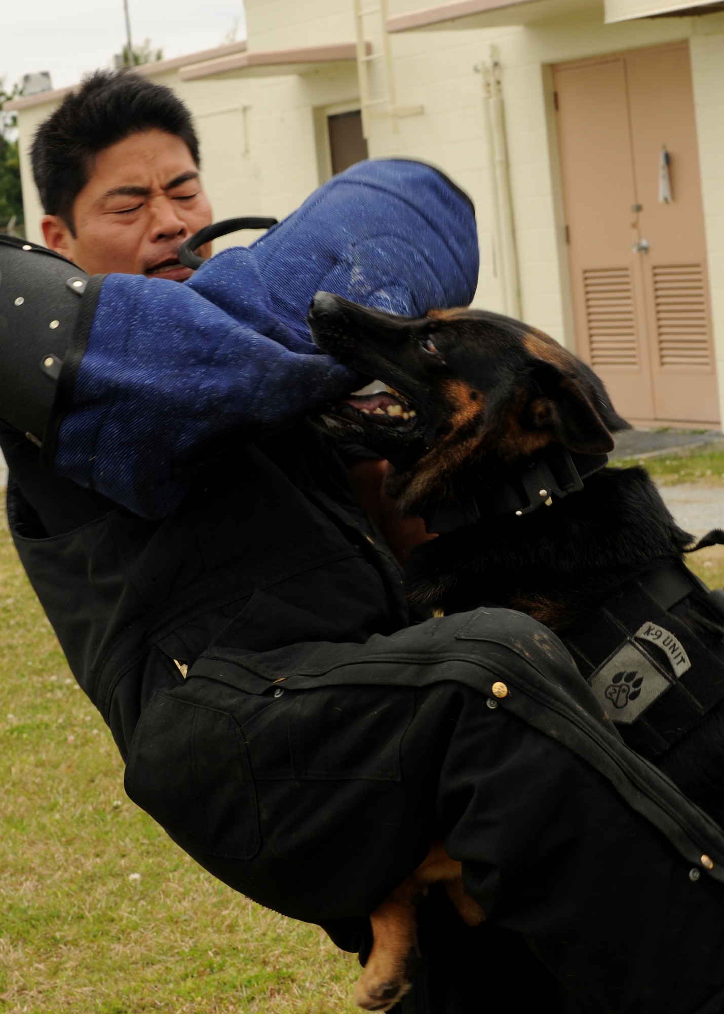 Dax, 18th Security Forces Squadron military working dog, bites Civilian Guard Shitetsu Hirata, 18th SFS kennel assistant, during control aggression training on Kadena Air Base, Japan, March 28, 2014. Dax came to Kadena in September 2013, and was recently certified after seven months of training with his handler. (U.S. Air Force photo by Airman 1st Class Hailey R. Staker) 