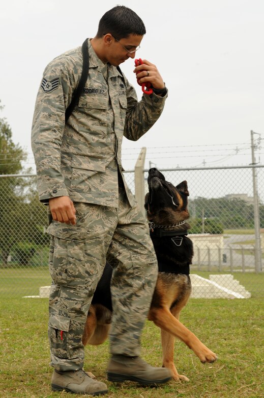 Professional Certifications Clay S Top Dog