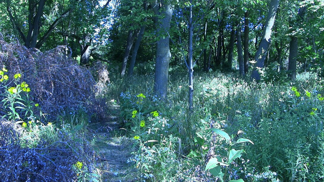 Woodland at Jackson Park Great Lakes Fishery and Ecosystem Restoration Program Project