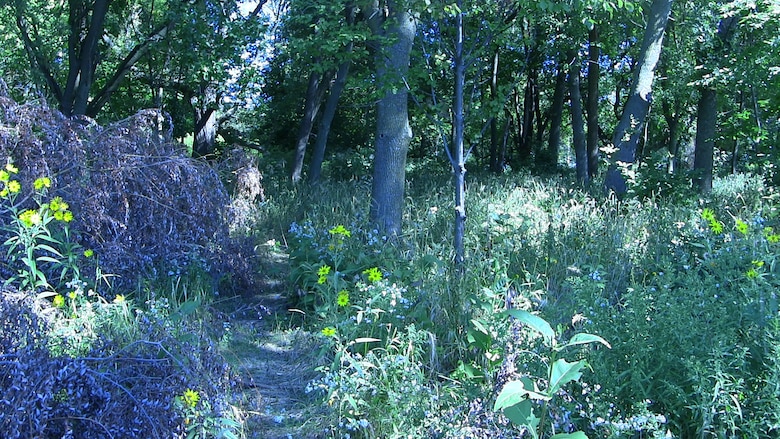 Woodland at Jackson Park Great Lakes Fishery and Ecosystem Restoration Program Project