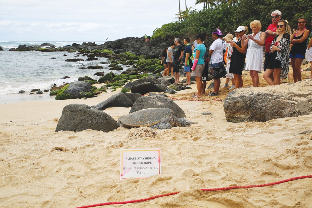 Onlookers watch as turtles come ashore, March 23, 2014 at the North Shore Laniakea Beach near Haleiwa Town, where the Malama na Honu organization is centered. Malama na Honu is dedicated to protecting the Hawaiian sea turtles through education, public awareness and conservation. (U.S. Marine Corps photo by Lance Cpl. Suzanna Knotts)