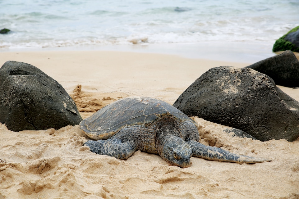 Protecting Honu Of Hawaii > Marine Corps Base Hawaii > News Article Display