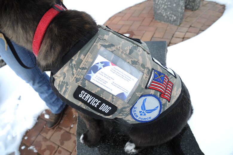 Ashton, a blue-heeler mix, sits on a bench wearing her socialization vest at Fairchild Air Force Base, Wash., Feb. 28, 2014. Ashton is being fostered by Staff Sgt. Melissa Schmalhorst, 92nd Security Forces Squadron military working dog handler, in preparation to become a service dog for a wounded veteran. (U.S. Air Force photo by Senior Airman Mary O'Dell/Released)