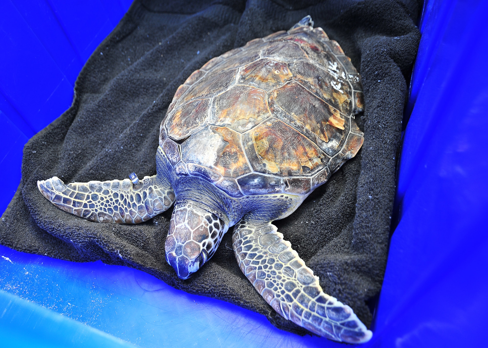 A teenage sea turtle is released April 2 at Crooked Island East Beach. Two sea turtles were released after being rehabilitated after a cold front in January. (U.S. Air Force photo by Airman 1st Class Sergio A. Gamboa)