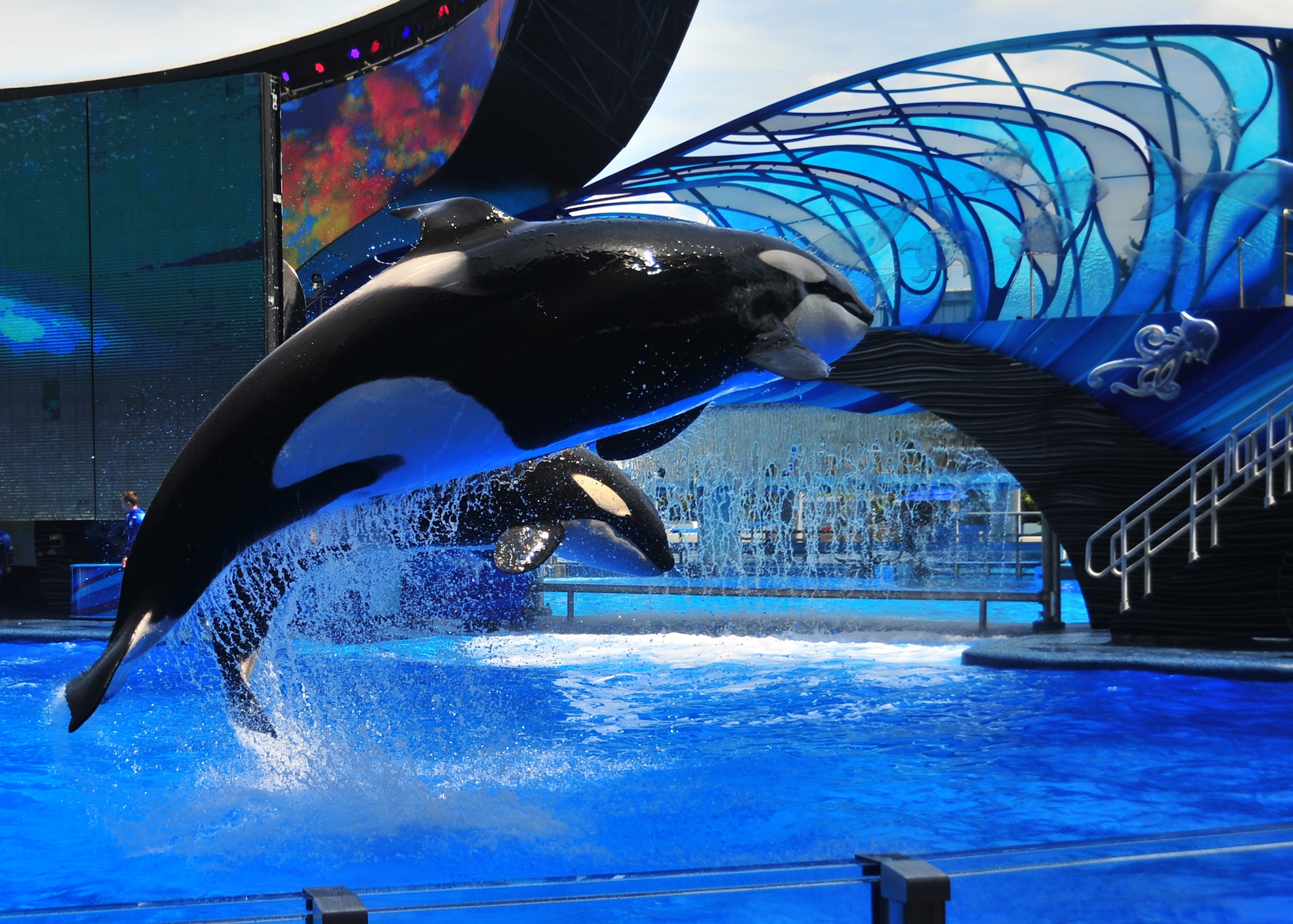 Two orca whales perform a routine at Sea World April 6 in Orlando, Fla. More than 50 Tyndall Airmen went to Orlando to work on their spiritual fitness. (U.S. Air Force photo by Airman Sergio A. Gamboa)