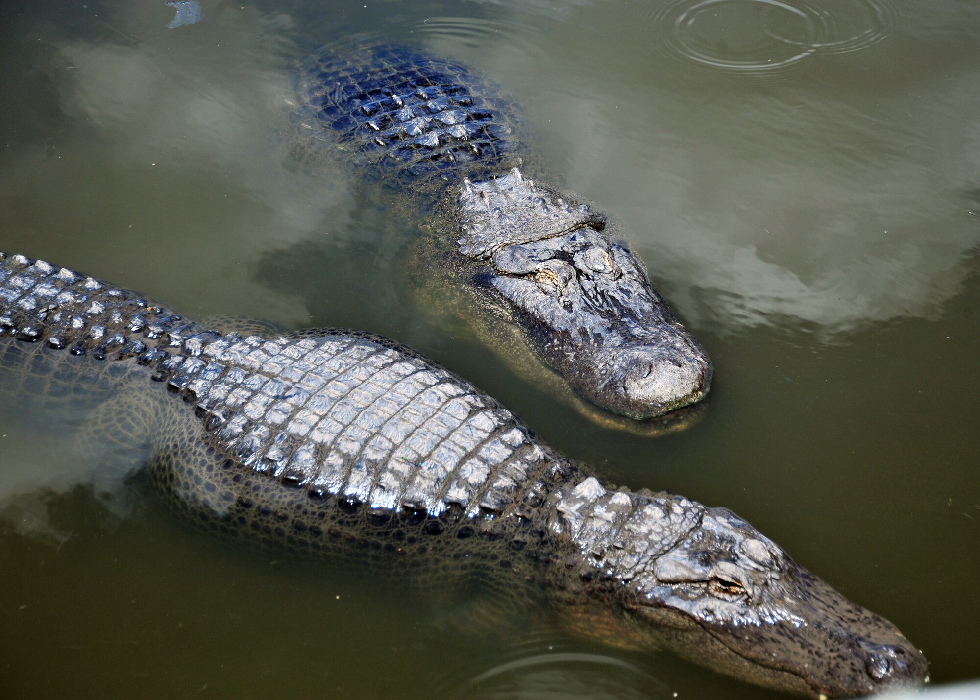 Two adult alligators swim in a swamp April 5 at Gatorland in Orlando, Fla. More than 50 Tyndall Airmen went to Orlando to work on their spiritual fitness. (U.S. Air Force photo by Airman Sergio A. Gamboa)