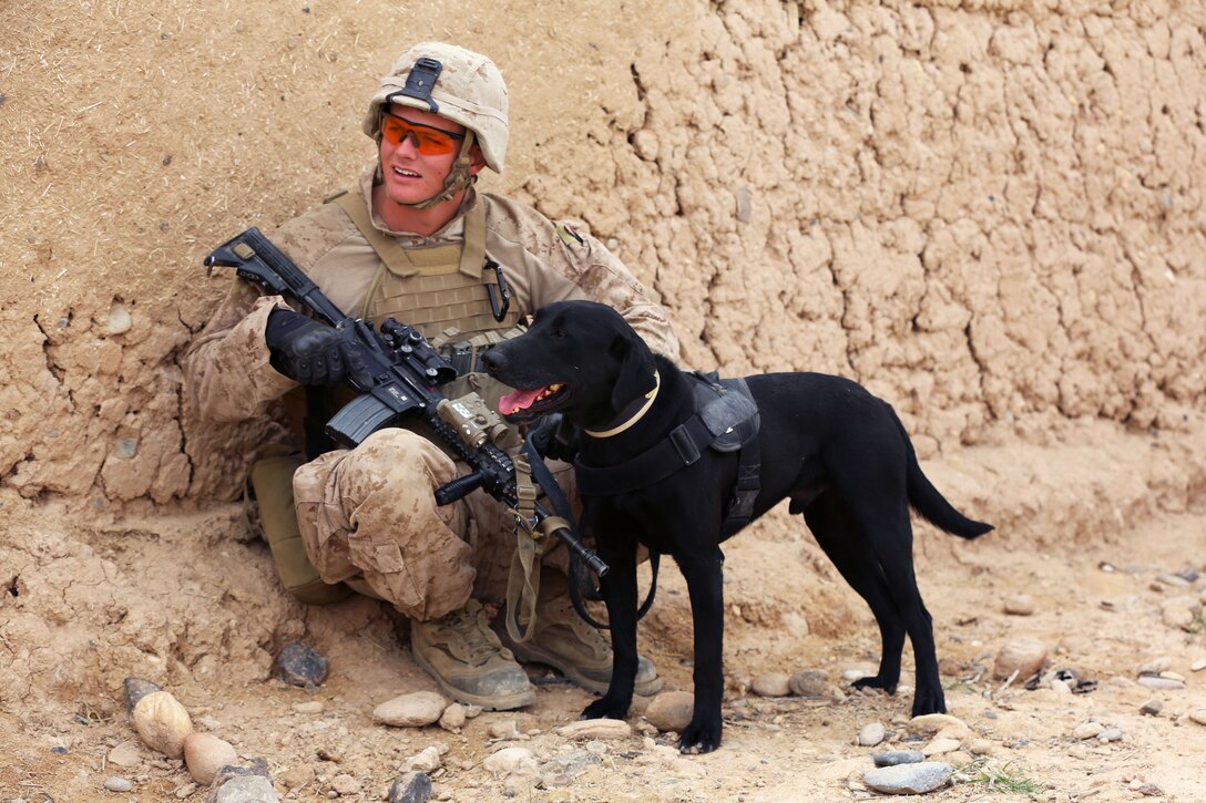 U.S. Marine Corps Lance Cpl. Andrew Day and his military working dog take a break during a patrol in Helmand province, Afghanistan, March 27, 2014. Day is an improvised explosive device detection dog handler assigned to Bravo Company, 1st Battalion, 9th Marine Regiment.