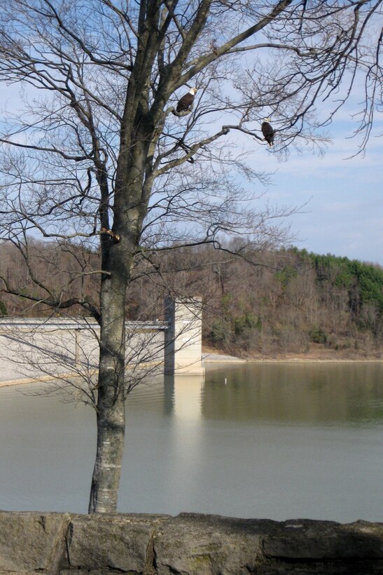 Two adult bald eagles keep watch over Green River Lake, Campbellsville, Ky. The Green River Dam is shown in the background.