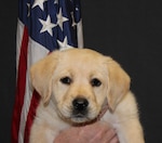 Lily, an English labrador retriever, is the morale dog for the 480th Intelligence, Surveillance and Reconnaissance Wing at Joint Base Langley-Eustis, Va. Therapy dogs are being used by an increasing number of Air Force ISR Agency units to help their troops cope with the rigors of military life. (U.S. Air Force photo by TSgt. Robert Williams)  