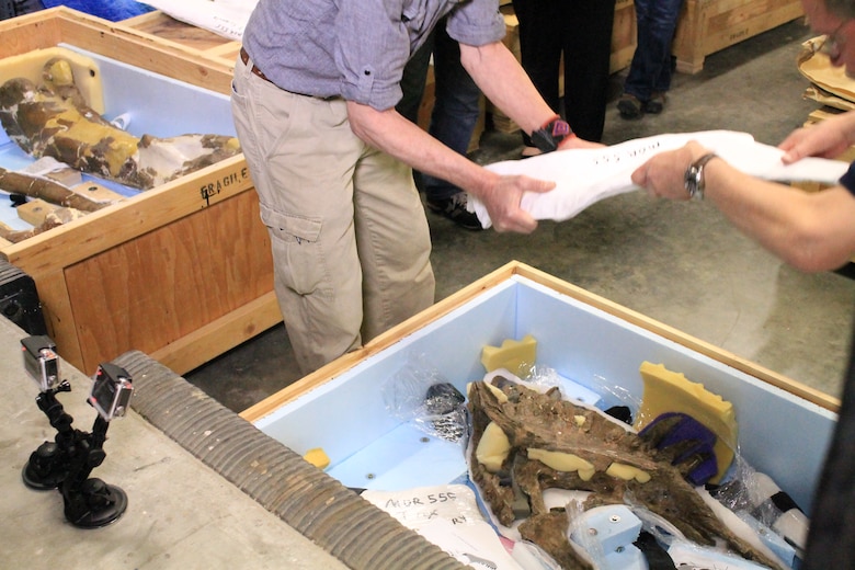 Paleontologists from the Museum of the Rockies in Bozeman, Mont. remove the plaster case from the upper jawbone of the Wankel T.rex as part of the inventory and condition reporting process before the collection is shipped to the Smithsonian's National Museum of Natural History in Washington, D.C.