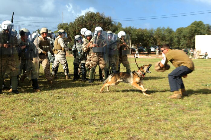 Indie, a military working dog with 2 nd Law Enforcement Battalion, jumps out of the shield line formed by Moroccan riot-control soldiers and U.S. Marine, Army and Air Force military police officers to bite Sgt. Matthew S. Settle, a military working dog trainer, 2 nd LEB, while demonstrating escalation-of-force operations during Exercise African Lion 14. Military police officers from the U.S. Marines, Army and Air Force, along with Royal Moroccan soldiers specializing in riot-control, found common ground as enforcers of the law during African Lion 14, an annually-scheduled, multilateral training engagement that is hosted by the Kingdom of Morocco. One of the largest of its kind on the continent, the engagement shows the commitment of the participating nations to military friendships, strategic partnerships and regional and global security.