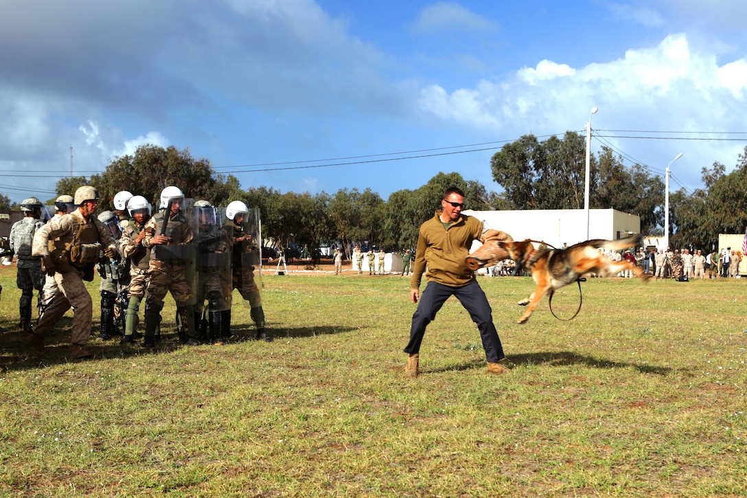During an escalation-of-force demonstration, Sgt. Matthew Settle, working dog trainer, 2nd Law Enforcement Battalion, takes a bite from Indie in front of multinational observers for Exercise African Lion 14. The U.S. Marine Corps Forces Europe and Africa-led engagement is one of the biggest of its kind on the continent and, during African Lion 14, hosted a multilateral event that included military observers from Mauritania, Egypt, Tunisia, Turkey, Great Britain, Belgium, the Netherlands, Portugal, Germany, Spain, Senegal, Poland, Turkey, Italy, and France.
