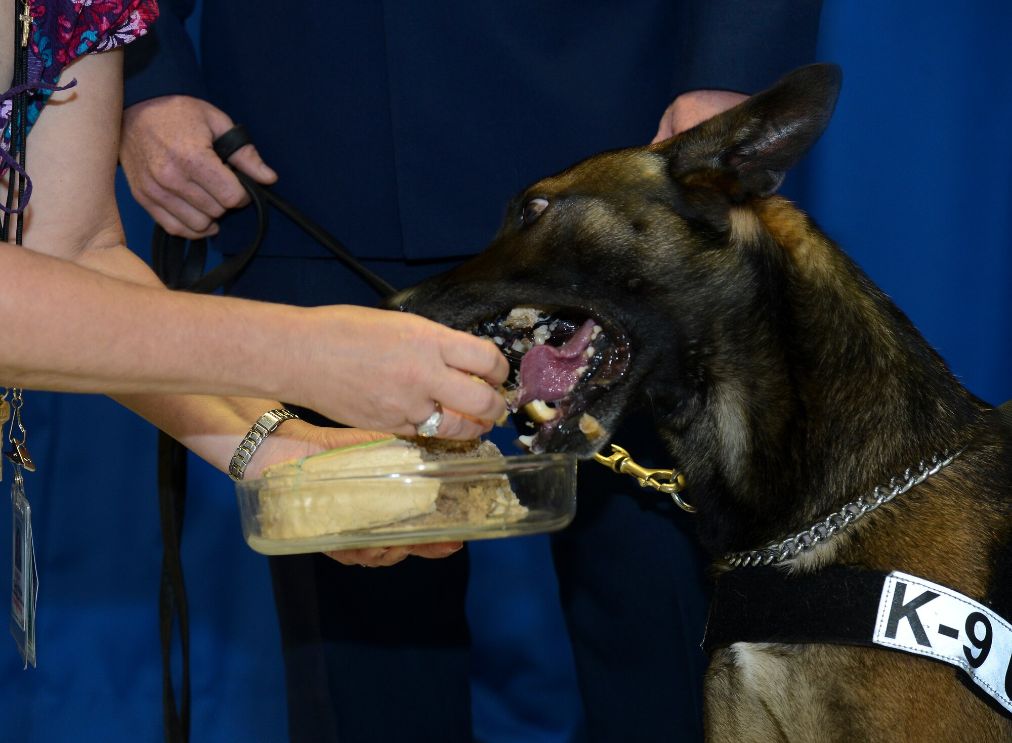 Former military working dog Eddie enjoys a peanut butter and banana cake after his retirement ceremony at MacDill Air Force Base, Fla., April 11, 2014. With more than five years of service at MacDill, Eddie has deployed once and conducted 15 secret service missions. (U.S. Air Force photo by Senior Airman Shandresha Mitchell/ Released)