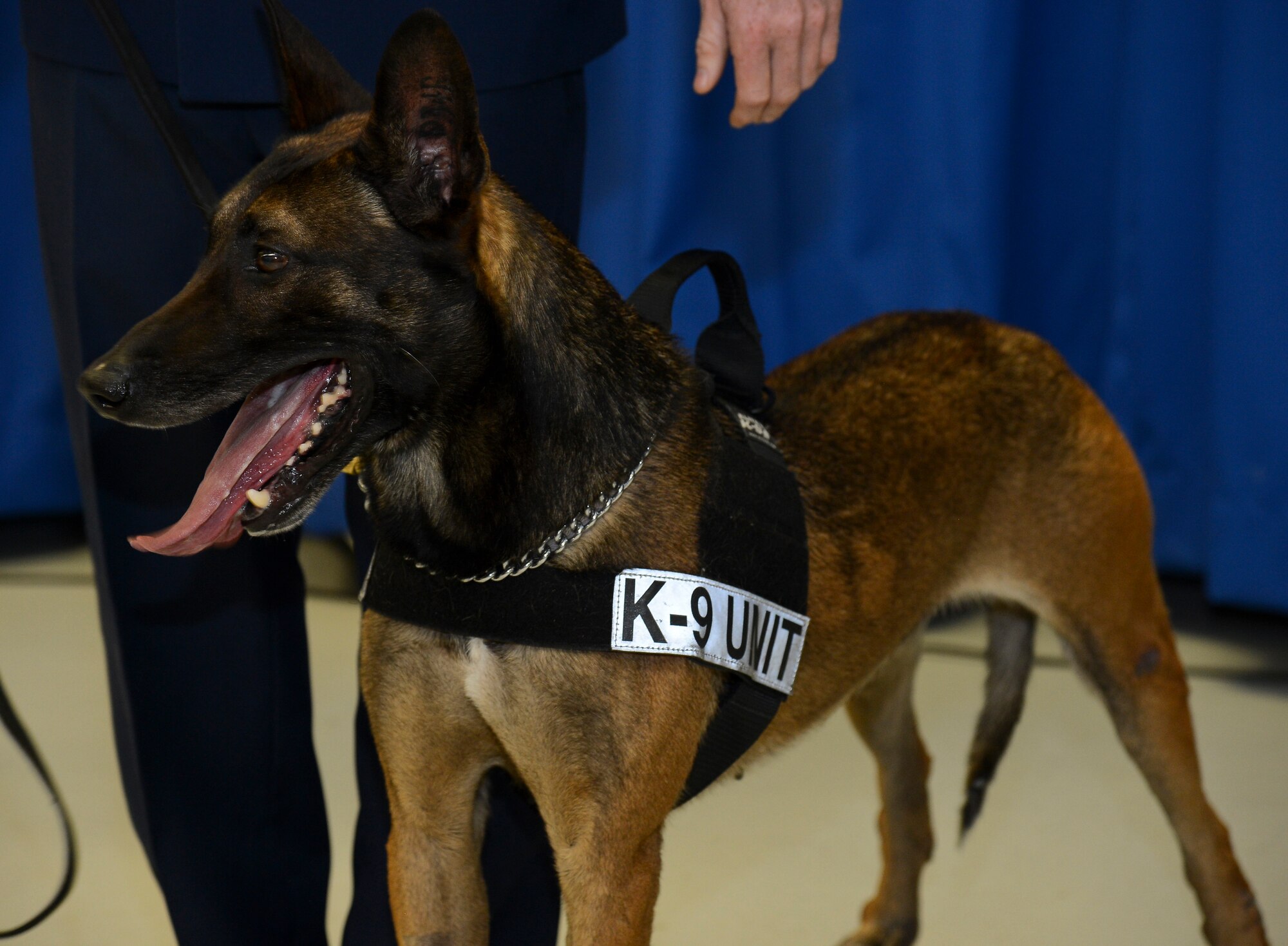 One of MacDill Air Force Base, Fla.’s most recognized heroes in the Tampa Bay community, Eddie, a military working dog assigned to the 6th Security Forces Squadron, retired with full ceremonial honors on April 11, 2014. With more than five years of service at MacDill, Eddie has deployed once and conducted 15 secret service missions. (U.S. Air Force photo by Senior Airman Shandresha Mitchell/ Released)
