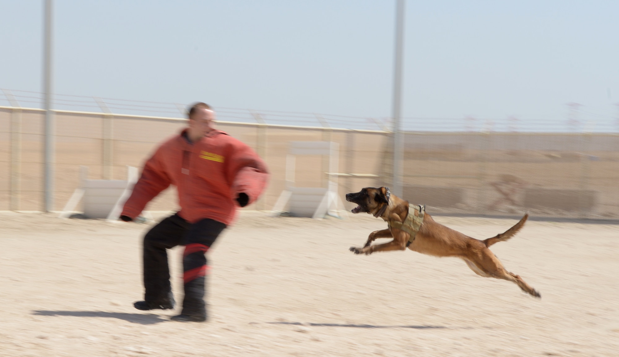Military working dog Iggy lunges toward Senior Airman Alexander Nutting during MWD demonstration at Al Udeid Air Base, Qatar, Apr. 5, 2014. Military working dogs are trained to bite and hold onto the suspect until their handler gives the command to release. Nutting is a 379th Expeditionary Security Force Squadron MWD handler, deployed from Moody Air Force Base, Ga., and a Savage, Minn., native. (U.S. Air Force photo/Senior Airman Hannah Landeros)