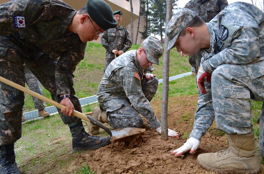 OSAN AB, Republic of Korea -- Spc. Christopher Foley [CENTER], an intelligence analyst assigned to 3rd Battlefield Coordination Detachment - Korea, compacts the soil around a cherry tree sapling during an Arbor Day celebration held at the 35th Air Defense Artillery Brigade April 11.The 3rd BCD-K is comprised of U.S. Soldiers and ROK Army and Air Force personnel who work together to ensure synchronization of air power and ground maneuvers during armistice and war. (Photo by Staff Sgt. Heather A. Denby, 35th ADA Public Affairs)