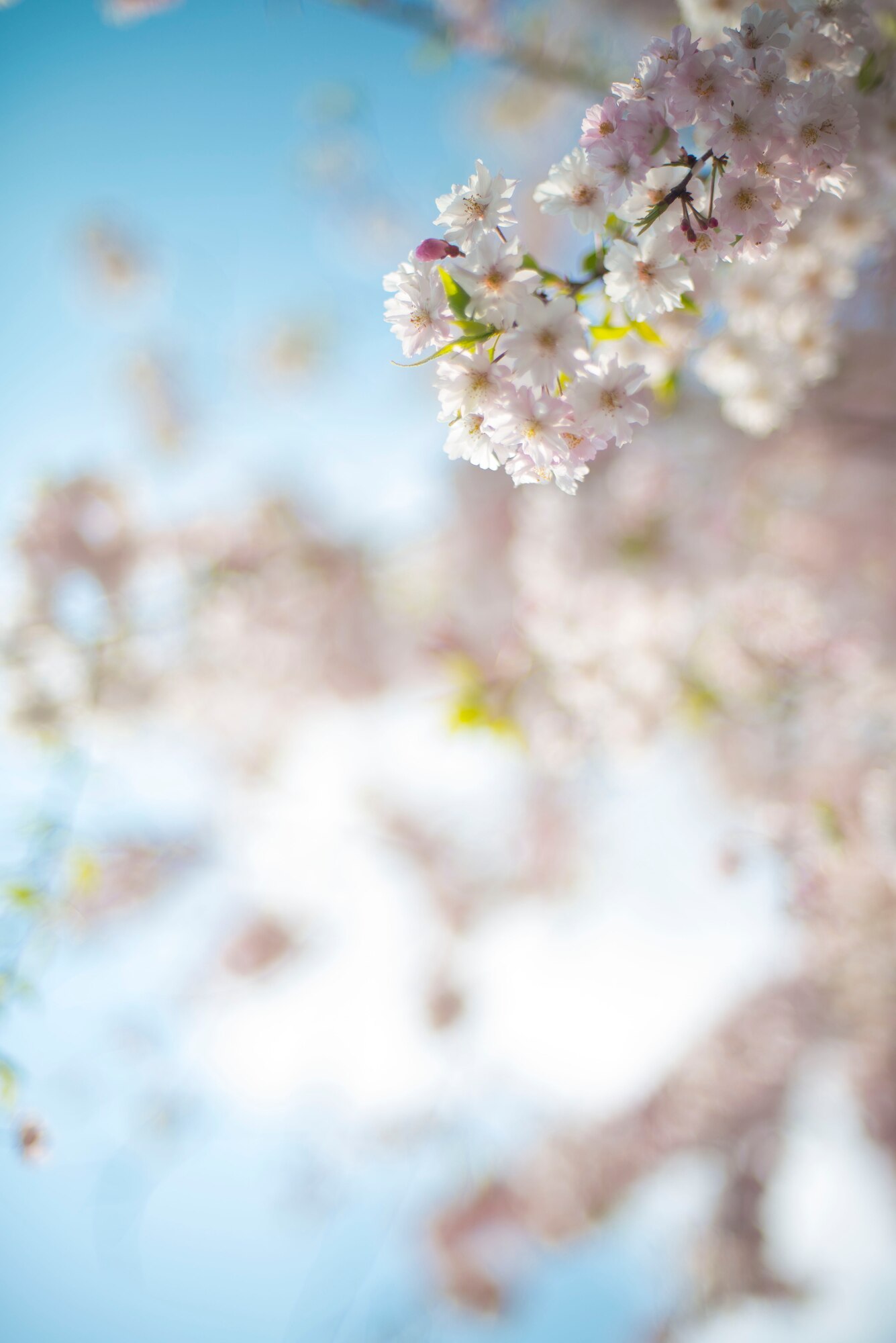 Cherry blossoms bloom on McGuire Avenue April 9, 2014 at Yokota Air Base, Japan. (U.S. Air Force photo by Staff Sgt. Chad C. Strohmeyer/Released)