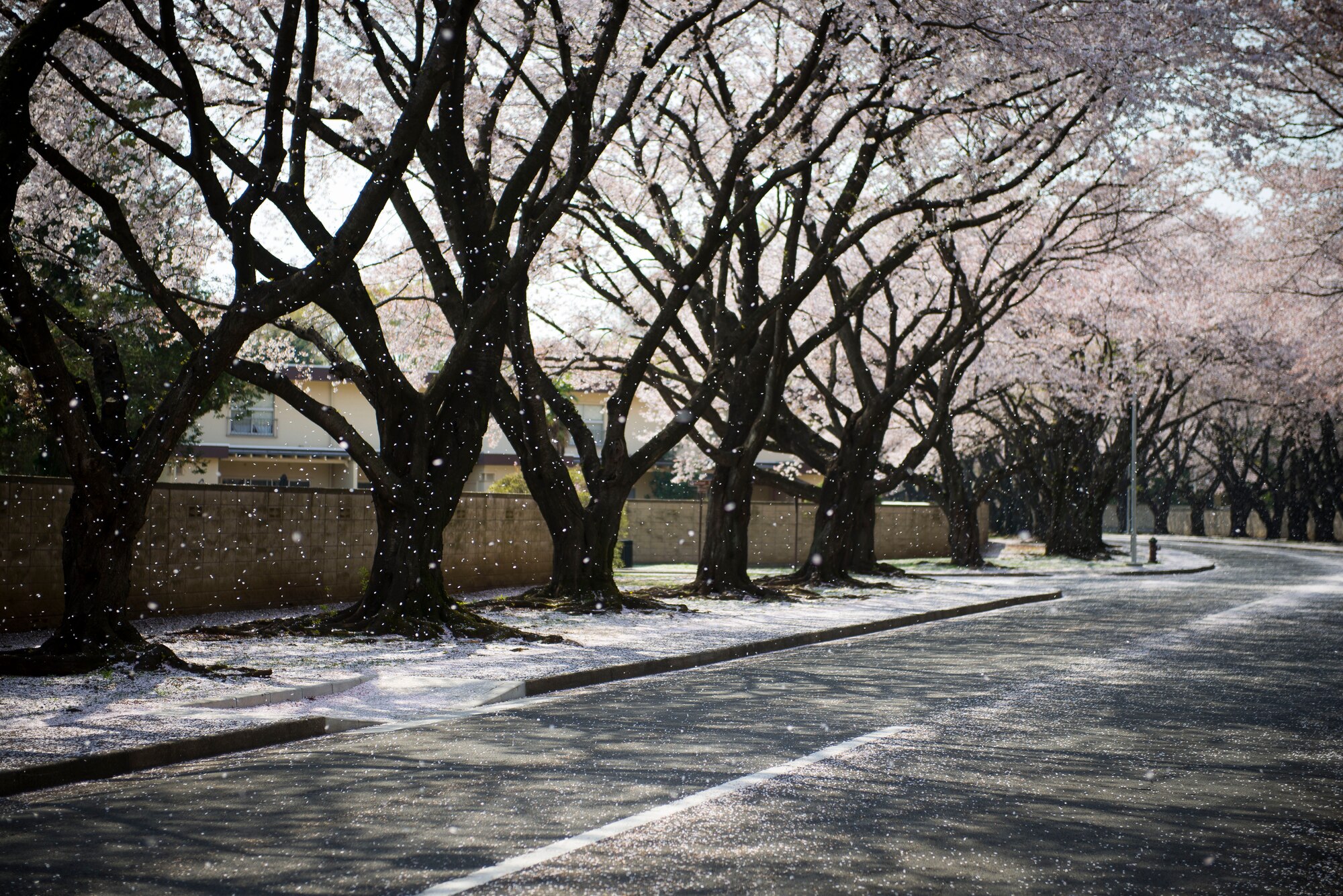 Petals from dozens of cherry blossom trees blow in the wind on McGuire Avenue April 9, 2014 at Yokota Air Base, Japan. (U.S. Air Force photo by Staff Sgt. Chad C. Strohmeyer/Released)