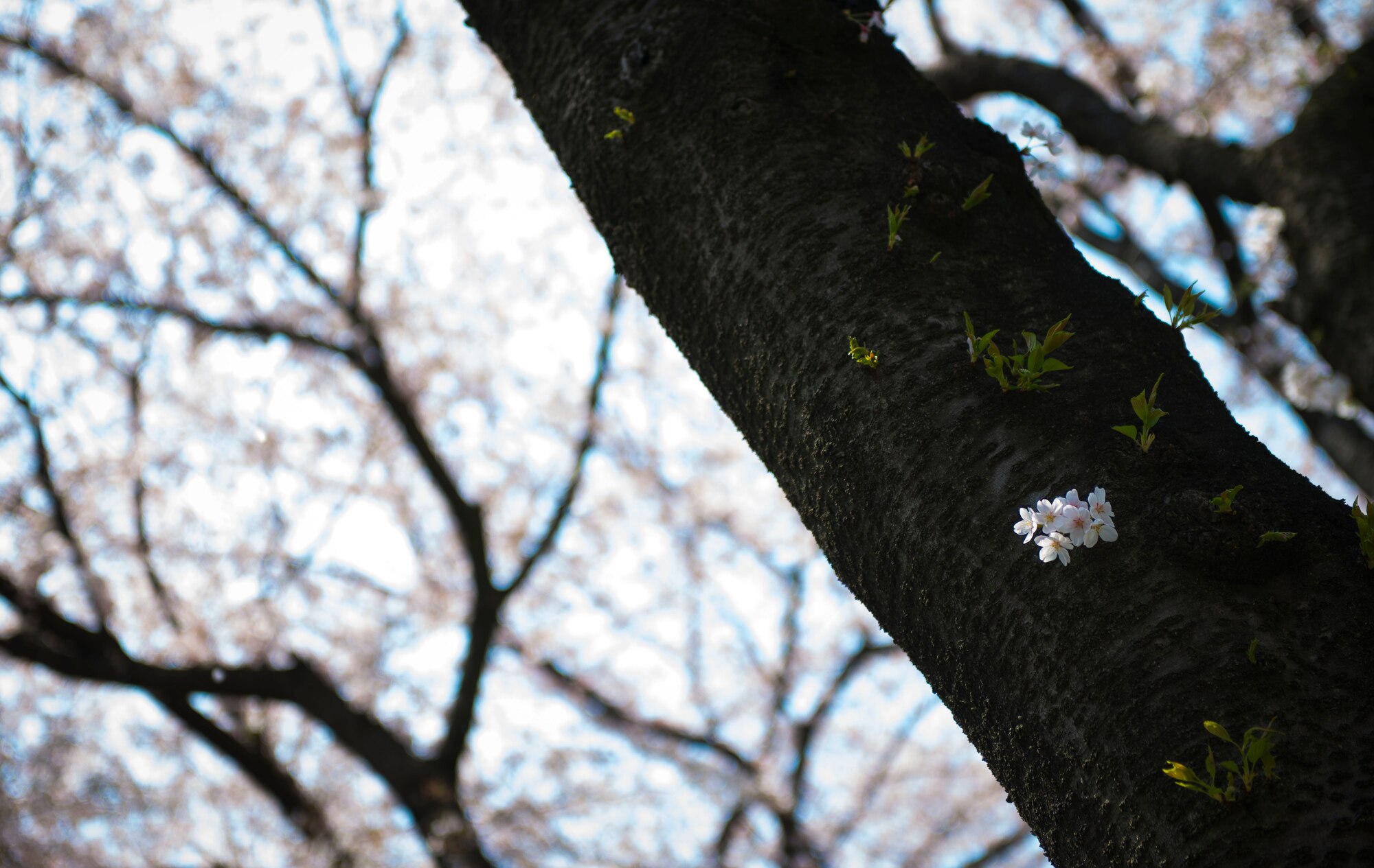 Cherry blossoms bloom on McGuire Avenue April 9, 2014 at Yokota Air Base, Japan. (U.S. Air Force photo by Staff Sgt. Chad C. Strohmeyer/Released)
