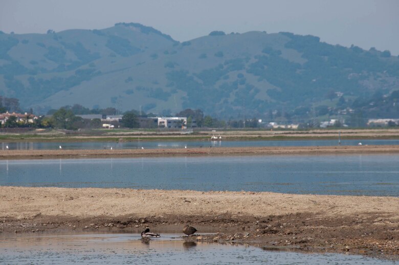 View of Hamilton Wetland project from outboard levee April 8.