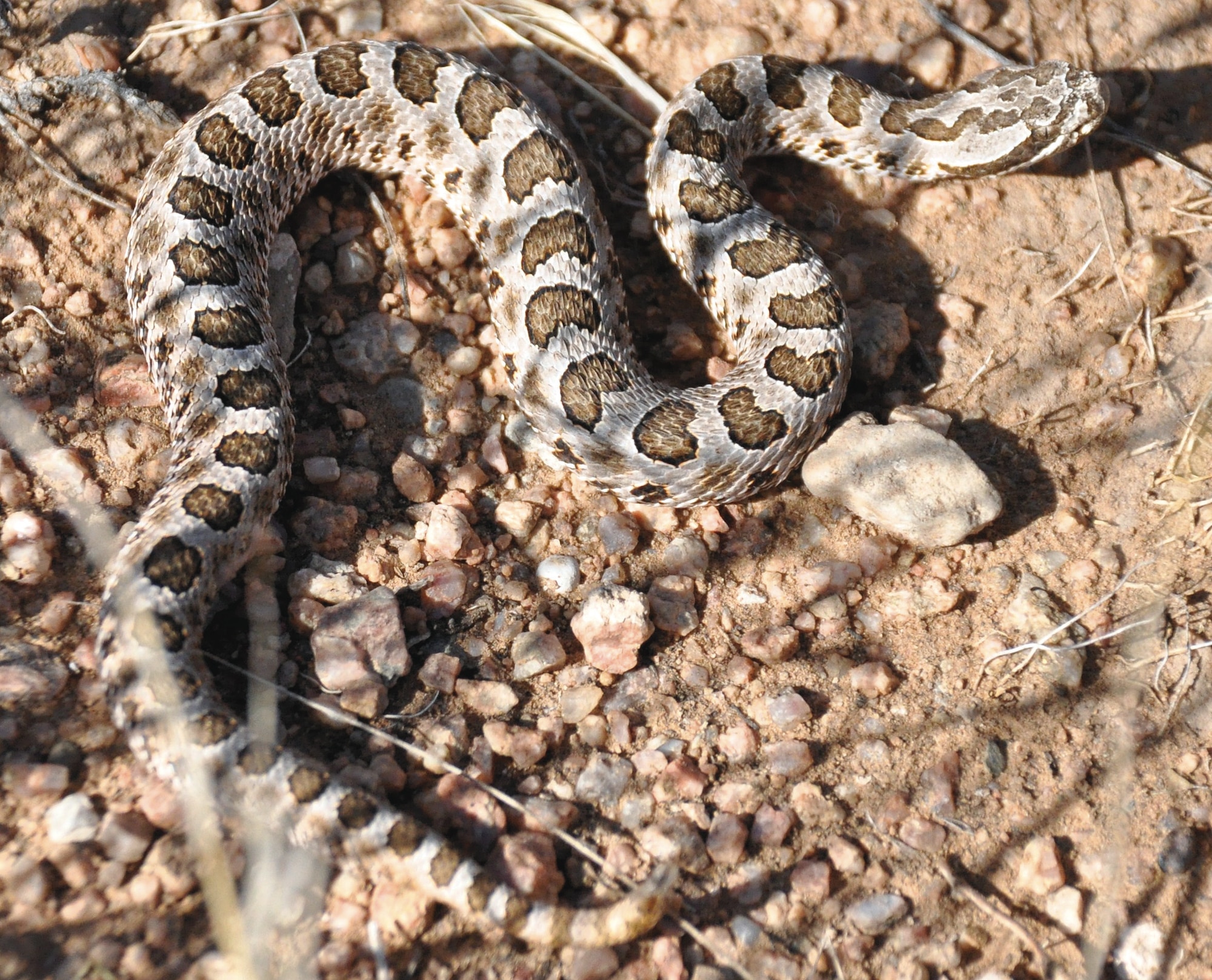 A desert massasauga found at Kirtland (Photo courtesy Kirtland Natural Resource Office)