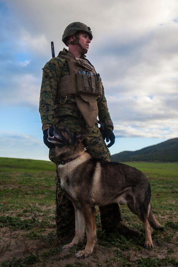 U.S. Marine Corps Sgt. Zachary Gaines, 22nd Marine Expeditionary Unit (MEU) military working dog handler, and his dog, Dollar, patrol the beach during an amphibious assault in Sierra del Retín, Spain, during Spanish Amphibious Bilateral Exercise (PHIBLEX) 2014 Feb. 24, 2014. Spanish PHIBLEX is an annual exercise designed to improve interoperability, increase readiness and develop professional and personal relationships between U.S. forces and participating nations. The MEU is deployed to the U.S. 6th Fleet area of responsibility with the Bataan Amphibious Ready Group as a sea-based, expeditionary crisis response force capable of conducting amphibious missions across the full range of military operations.