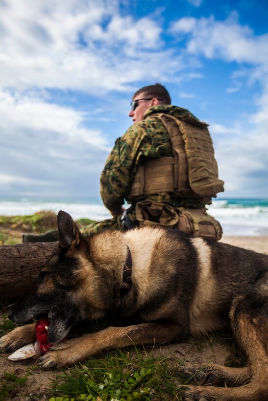 U.S. Marine Corps Sgt. Zachary Gaines, 22nd Marine Expeditionary Unit (MEU) military working dog handler, and his dog, Dollar, maintain security on the beach for an amphibious assault in Sierra del Retín, Spain, during Spanish Amphibious Bilateral Exercise (PHIBLEX) 2014 Feb. 24, 2014. Spanish PHIBLEX is an annual exercise designed to improve interoperability, increase readiness and develop professional and personal relationships between U.S. forces and participating nations. The MEU is deployed to the U.S. 6th Fleet area of responsibility with the Bataan Amphibious Ready Group as a sea-based, expeditionary crisis response force capable of conducting amphibious missions across the full range of military operations.